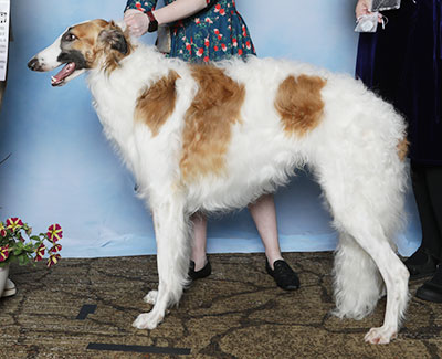 2025 Dog, 12 months and under 18 - 4th