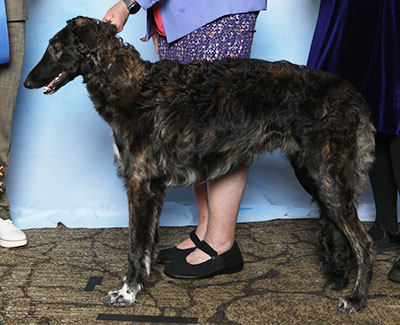 2025 Dog, 6 months and under 9 - 1st
