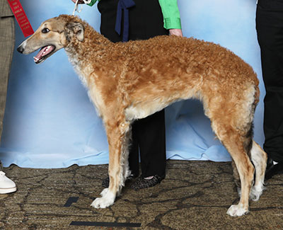 2025 Dog, 6 months and under 9 - 2nd