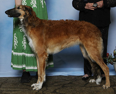 2025 Dog, 6 months and under 9 - 3rd