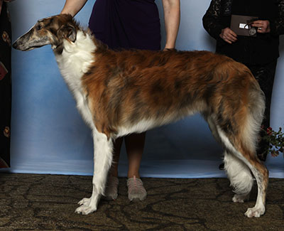 2025 Dog, 6 months and under 9 - 4th