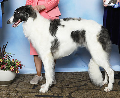 2025 Dog, 9 months and under 12 - 1st