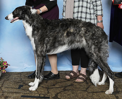 2025 Dog, 9 months and under 12 - 2nd
