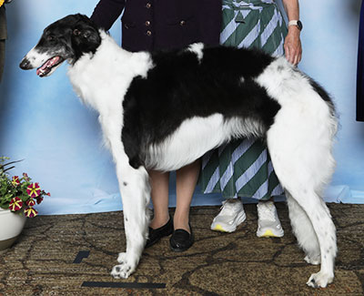 2025 Dog, 9 months and under 12 - 3rd