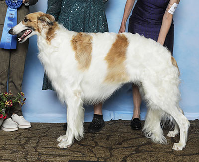 2025 Dog, Amerian Bred - 1st