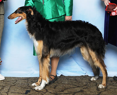 2025 Dog, Amerian Bred - 2nd