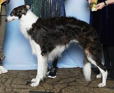 2025 Dog, Amerian Bred - 3rd