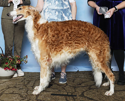 2025 Dog, Amerian Bred - 4th