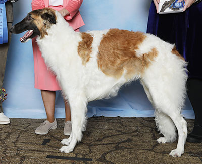 2025 Dog, Bred by Exhibitor - 1st