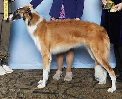 2025 Dog, Bred by Exhibitor - 3rd