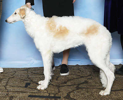 2025 Dog, Bred by Exhibitor - 4th
