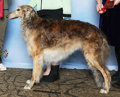 2025 Dog, Bred by Exhibitor - 2nd