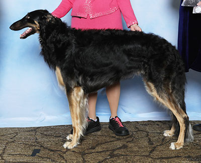 2025 Dog, Bred by Exhibitor - 4th