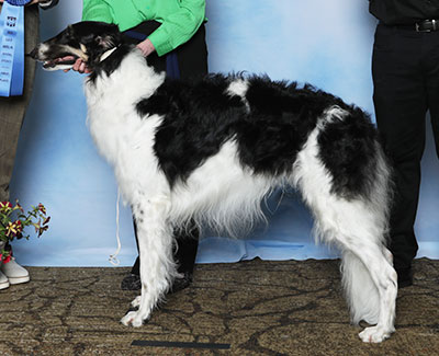 2025 Dog, Amateur Owner-Handler - 1st