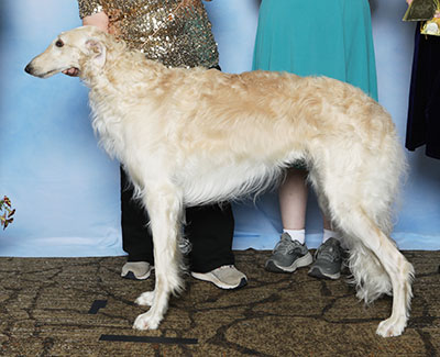 2025 Dog, Amateur Owner-Handler - 3rd