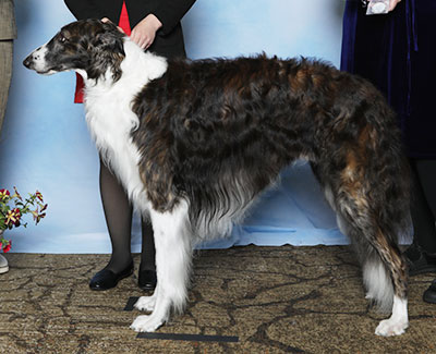 2025 Dog, Amateur Owner-Handler - 4th