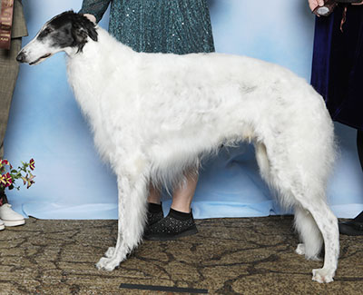2025 Dog, Veteran 7 years and under 9 - 2nd