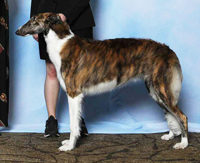 2025 Futurity Bitch, 6 months and under 9 - 4th