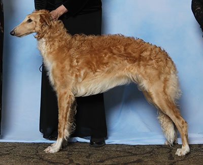 2025 Futurity Bitch, 9 months and under 12 - 1st
