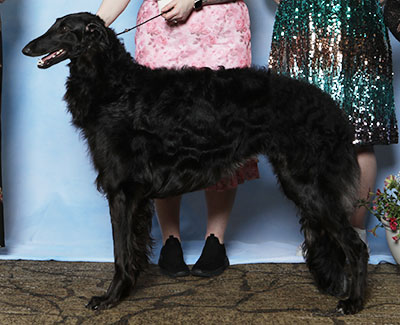 2025 Futurity Bitch, 9 months and under 12 - 2nd