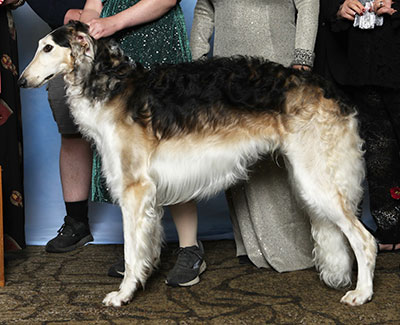 2025 Futurity Dog, 12 months and under 15 - 1st