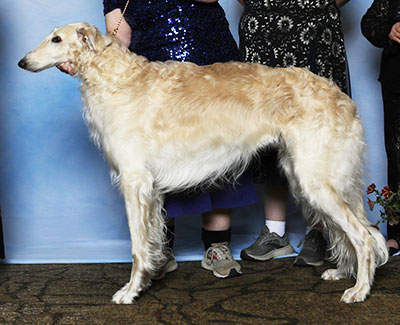 2025 Futurity Dog, 18 months and under 21 - 2nd