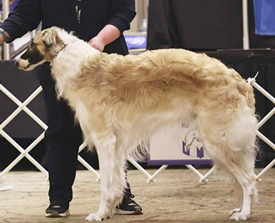 2025 Futurity Dog, 18 months and under 21 - 3rd