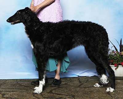 2025 Futurity Dog, 6 months and under 9 - 1st