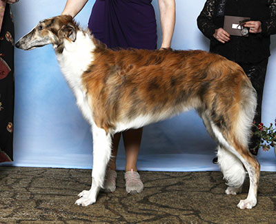 2025 Futurity Dog, 6 months and under 9 - 2nd
