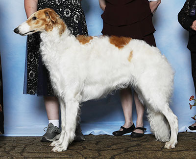 2025 Futurity Dog, 9 months and under 12 - 2nd