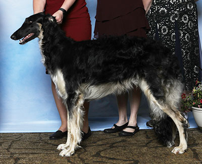 2025 Futurity Dog, 9 months and under 12 - 4th