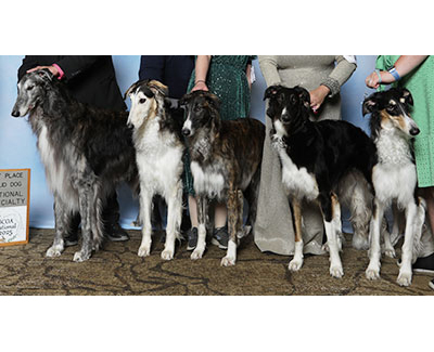 2025 Futurity Stud Dog Class - 1st