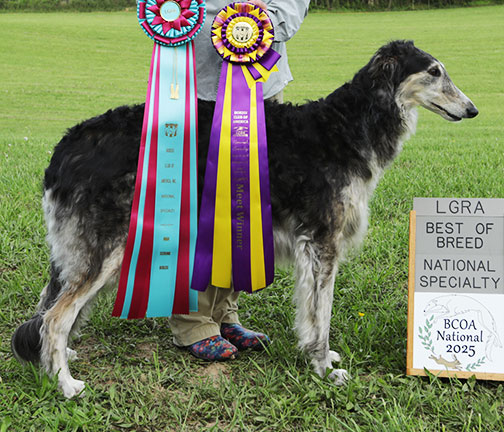 2025 LGRA Best of Breed