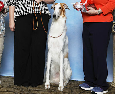 2025 Obedience Beginner Novice Class 'B' - 4th