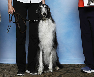 2025 Obedience Novice Class 'B' - 1st