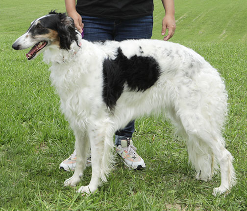 2025 Best in Power Paws Competition