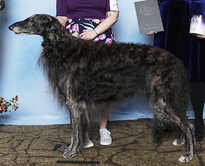 2025 Reserve Winners Dog