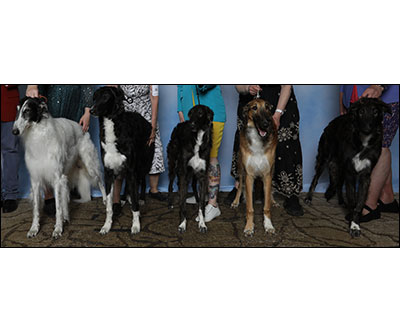 2025 Stud Dog Class - 3rd