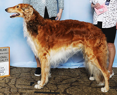 2025 Stud Dog Class - 2nd
