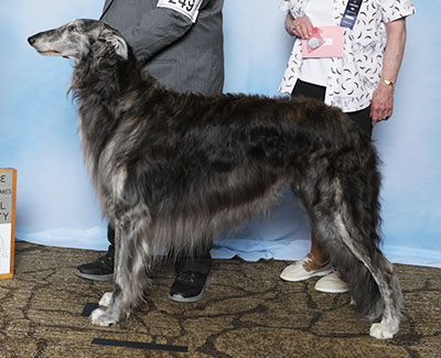 2025 Dual Champion Stakes Dog, 4 to 7 years - 1st