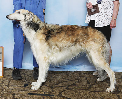 2025 Dual Champion Stakes Dog, 4 to 7 years - 2nd