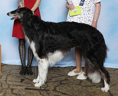 2025 Dual Champion Stakes Dog, 4 to 7 years - 3rd