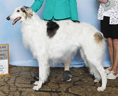 2025 Dual Champion Stakes Dog, 4 to 7 years - 4th