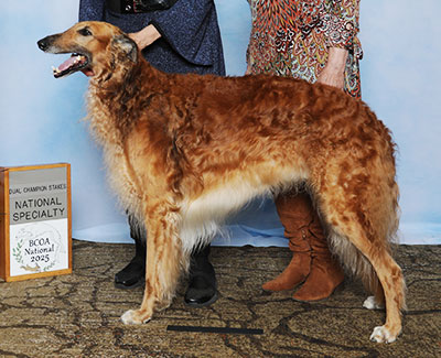 2025 Dual Champion Stakes Dog, 7 to 10 years - 2nd