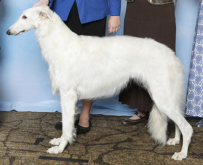 2025 Puppy Sweepstakes Bitch, 12 months and under 15 - 1st