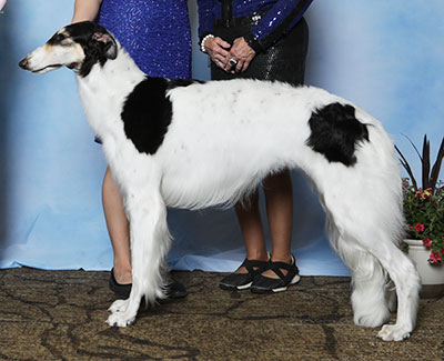 2025 Puppy Sweepstakes Bitch, 18 months and under 21 - 1st