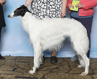 2025 Puppy Sweepstakes Bitch, 18 months and under 21 - 3rd