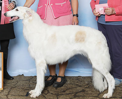 2025 Puppy Sweepstakes Bitch, 21 months and under 24 - 1st
