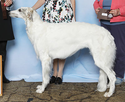 2025 Puppy Sweepstakes Bitch, 21 months and under 24 - 2nd