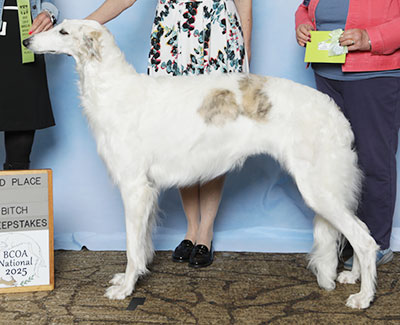 2025 Puppy Sweepstakes Bitch, 21 months and under 24 - 3rd